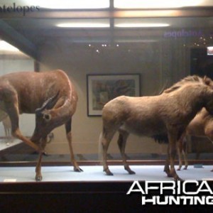 Taxidermy Black Wildebeest & Tsessebe