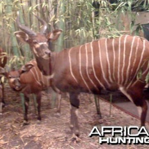 Taxidermy Bongo