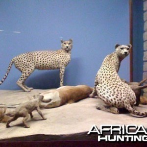 Taxidermy Cheetah