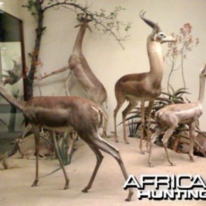 Taxidermy Gerenuk