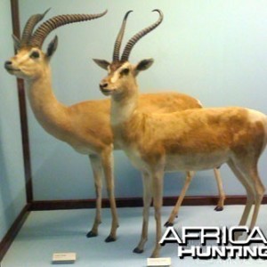 Taxidermy Grant's & Thomson's Gazelle