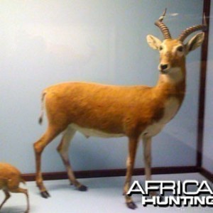 Taxidermy Kob