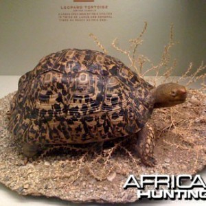 Taxidermy Leopard Tortoise