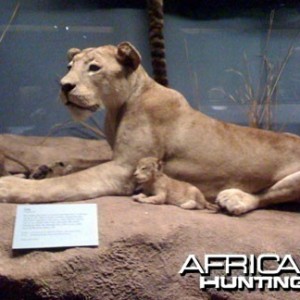 Taxidermy Lioness