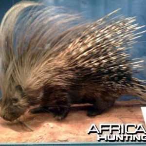 Taxidermy Porcupine