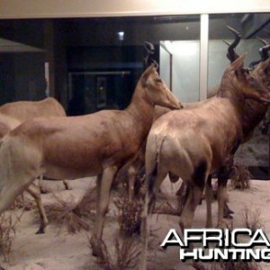 Taxidermy Red Hartebeest