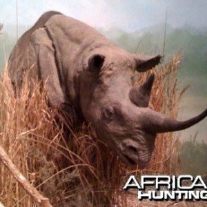 Taxidermy Black Rhino