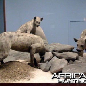 Taxidermy Spotted Hyena