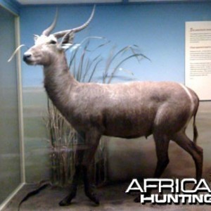 Taxidermy Waterbuck