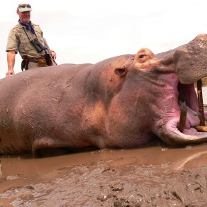 hippo