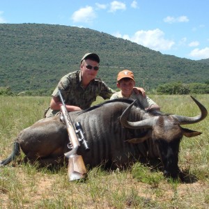 Blue Wildebeest