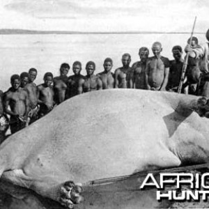 Hunting Hippo Zambezi