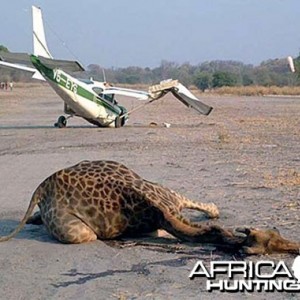 Giraffe Killed on Landing
