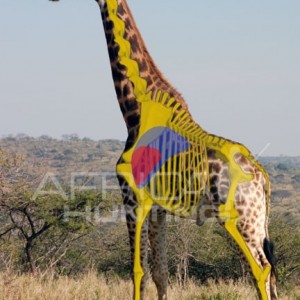 Hunting Giraffe Shot Placement