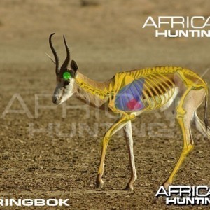 Hunting Springbok Shot Placement