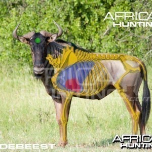 Hunting Wildebeest Shot Placement