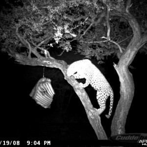 Leopard on Bait at Ozondjahe Safaris Namibia