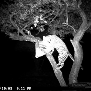 Leopard on Bait at Ozondjahe Safaris Namibia