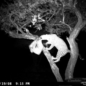 Leopard on Bait at Ozondjahe Safaris Namibia