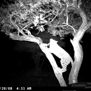 Leopard on Bait at Ozondjahe Safaris Namibia