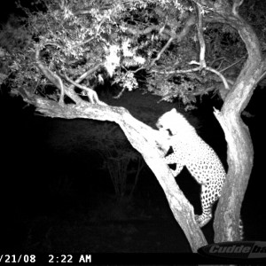 Leopard on Bait at Ozondjahe Safaris Namibia