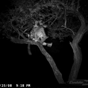 Hunting Leopard on Bait at Ozondjahe Safaris Namibia