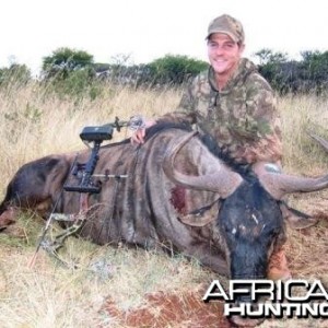 Blue Wildebeest