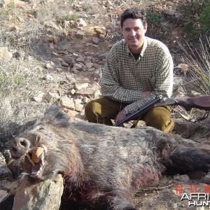 Wild boar taked in a Spanish monteria