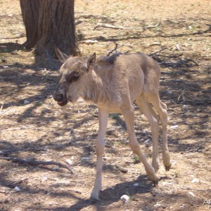 Namibia - Baby Wildebeest