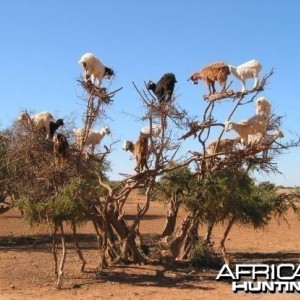 Namibian Goat in Tree