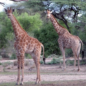 Africa Namibia couple of Giraffes