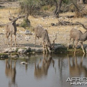 Kudu Drinking