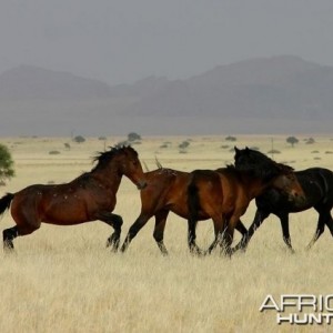 Wild Horses Namibia