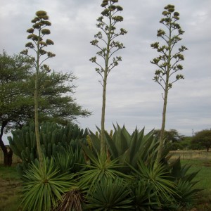 Africa Namibia Cactus