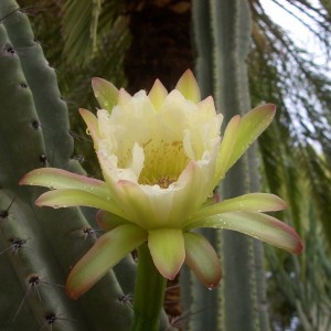 Africa Namibia Cactus Flower