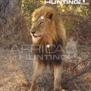 Hunting Lion Front View Shot Placement