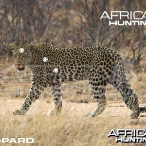 Hunting Leopard Shot Placement
