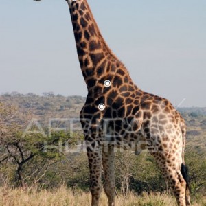 Hunting Giraffe Shot Placement