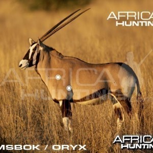 Hunting Gemsbok Shot Placement