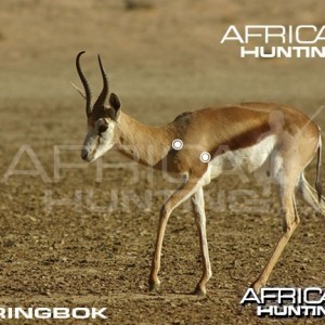 Hunting Springbok Shot Placement