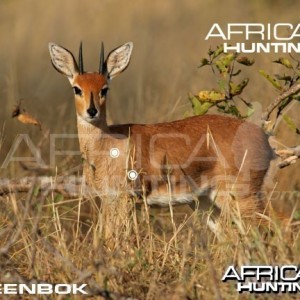 Hunting Steenbok Shot Placement