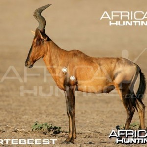 Hunting Hartebeest Shot Placement