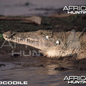 Hunting Crocodile Head & Neck Shot Placement