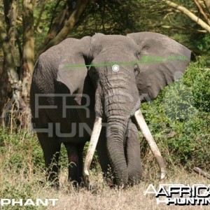 Hunting Elephant Front View Shot Placement