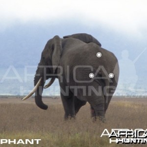 Hunting Elephant Shot Placement