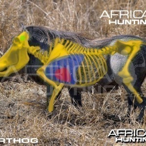 Bowhunting Warthog Shot Placement