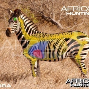 Bowhunting Zebra Shot Placement