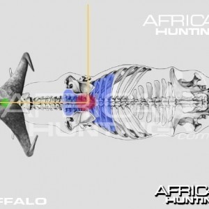 Bowhunting Buffalo Top View Shot Placement