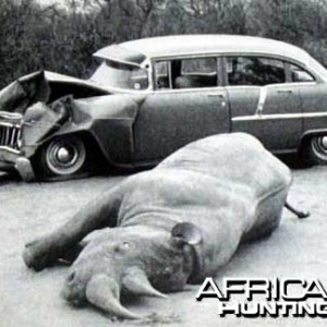 Car vs. Black Rhino