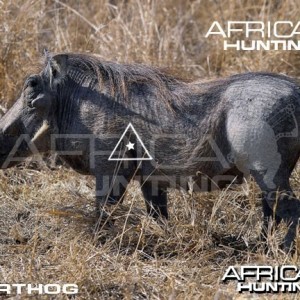 Bowhunting Warthog Shot Placement